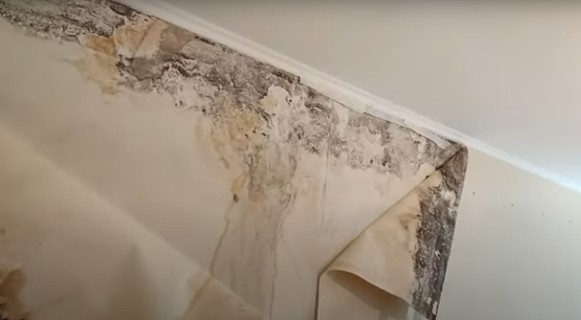 пліснявапід шпалерами