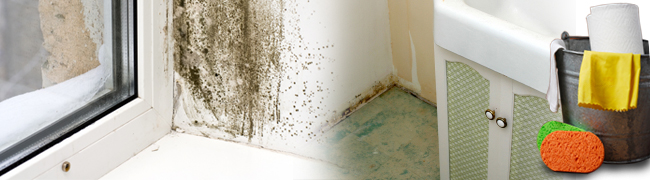 Плесень на окнах