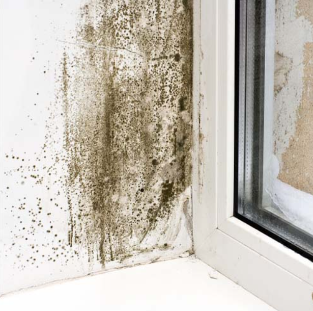 Плесень - враг для здоровья