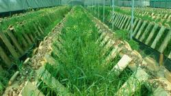 Осушитель воздуха для улиточной фермы: как не прогореть на улиточном бизнесе